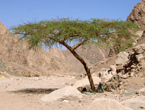 rock climbing at Wadi Gnai